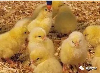 µ°¼¦ÑøÖ³É豸 µ°¼¦ÑøÖ³É豸