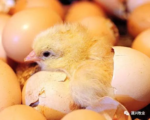 µ°¼¦ÑøÖ³É豸 µ°¼¦ÑøÖ³É豸