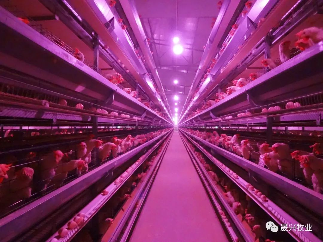 ÖÇÄÜ»¯Ñø¼¦É豸 ÖÇÄÜ»¯Ñø¼¦É豸