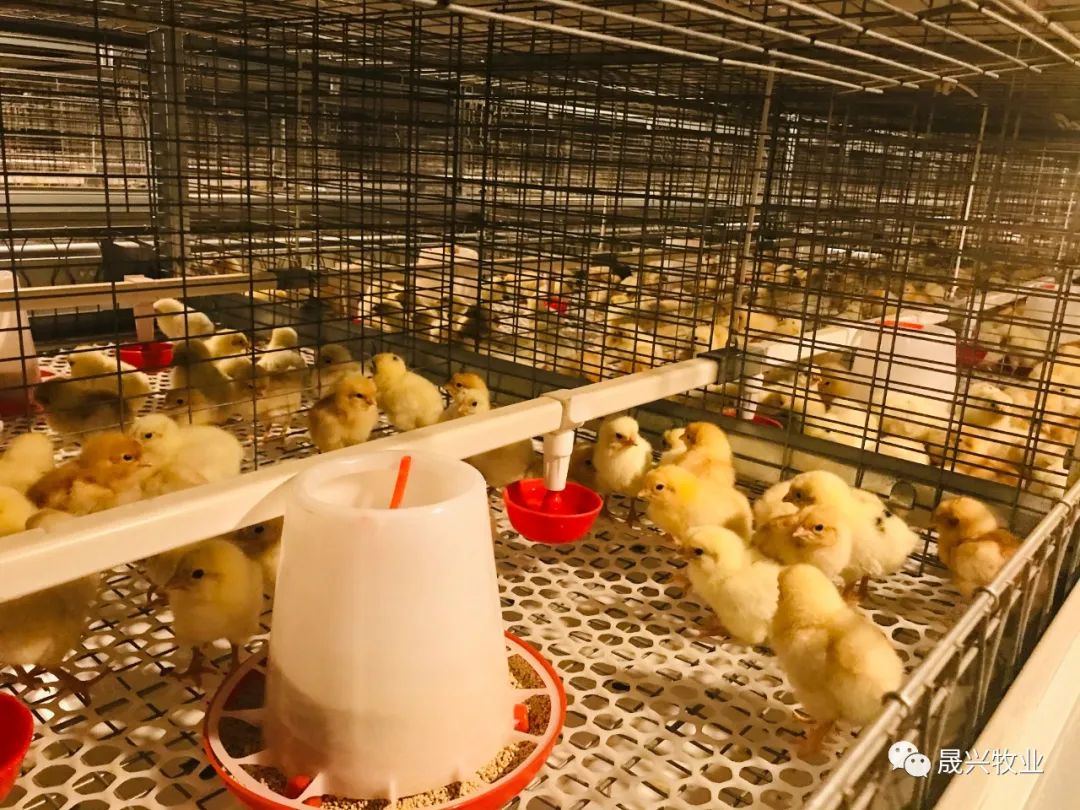 ÖÇÄÜ»¯Ñø¼¦É豸 ÖÇÄÜ»¯Ñø¼¦É豸